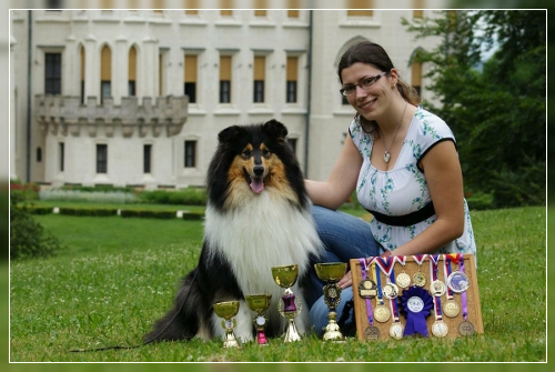 kolie dlouhosrstá - collie rough