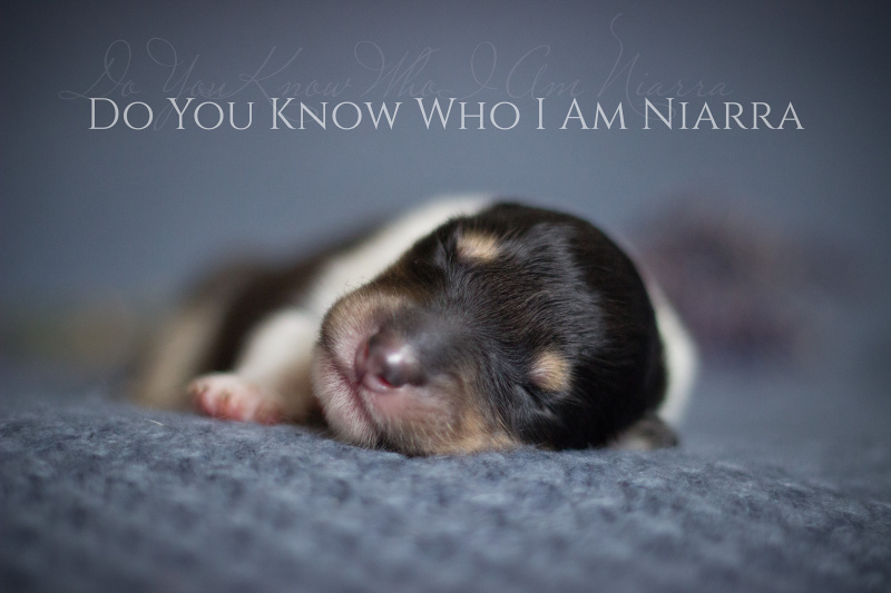 Do You Know Who I Am Niarra