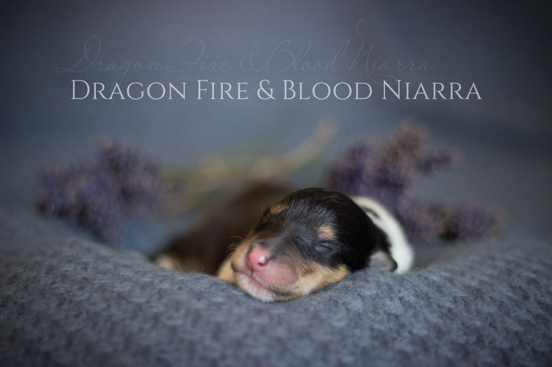 Dragon Fire & Blood Niarra