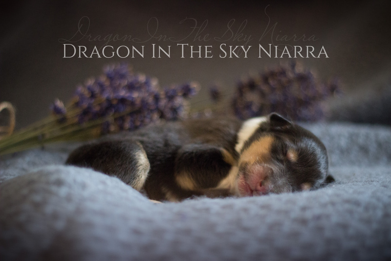 Dragon In The Sky Niarra