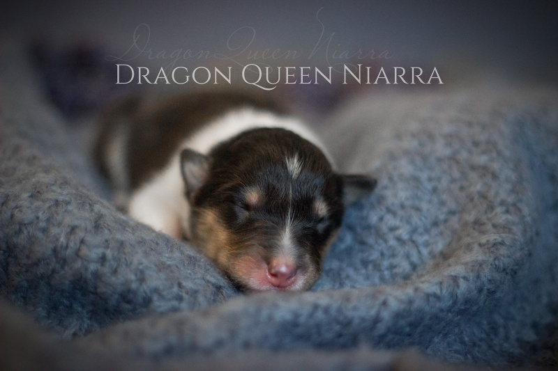 Dragon Queen Niarra