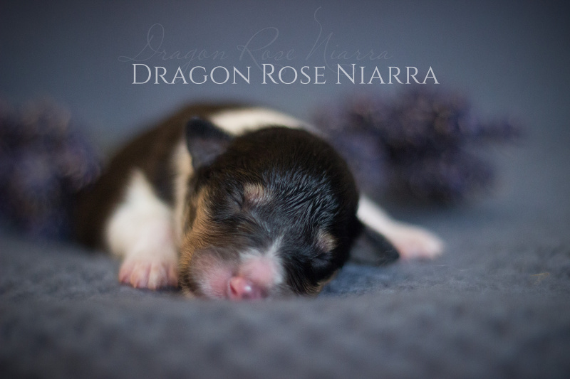 Dragon Rose Niarra