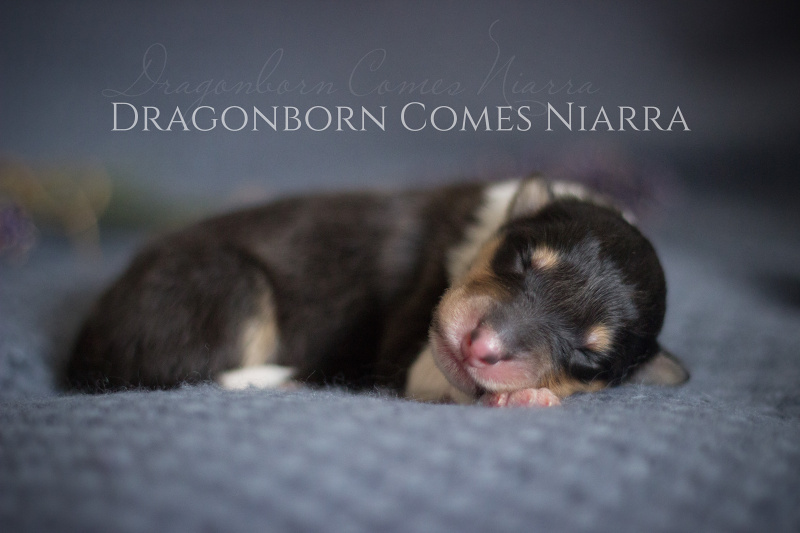 Dragonborn Comes Niarra